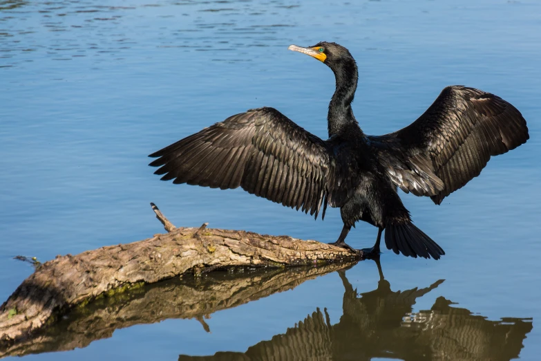 a large bird spreads its wings on a log