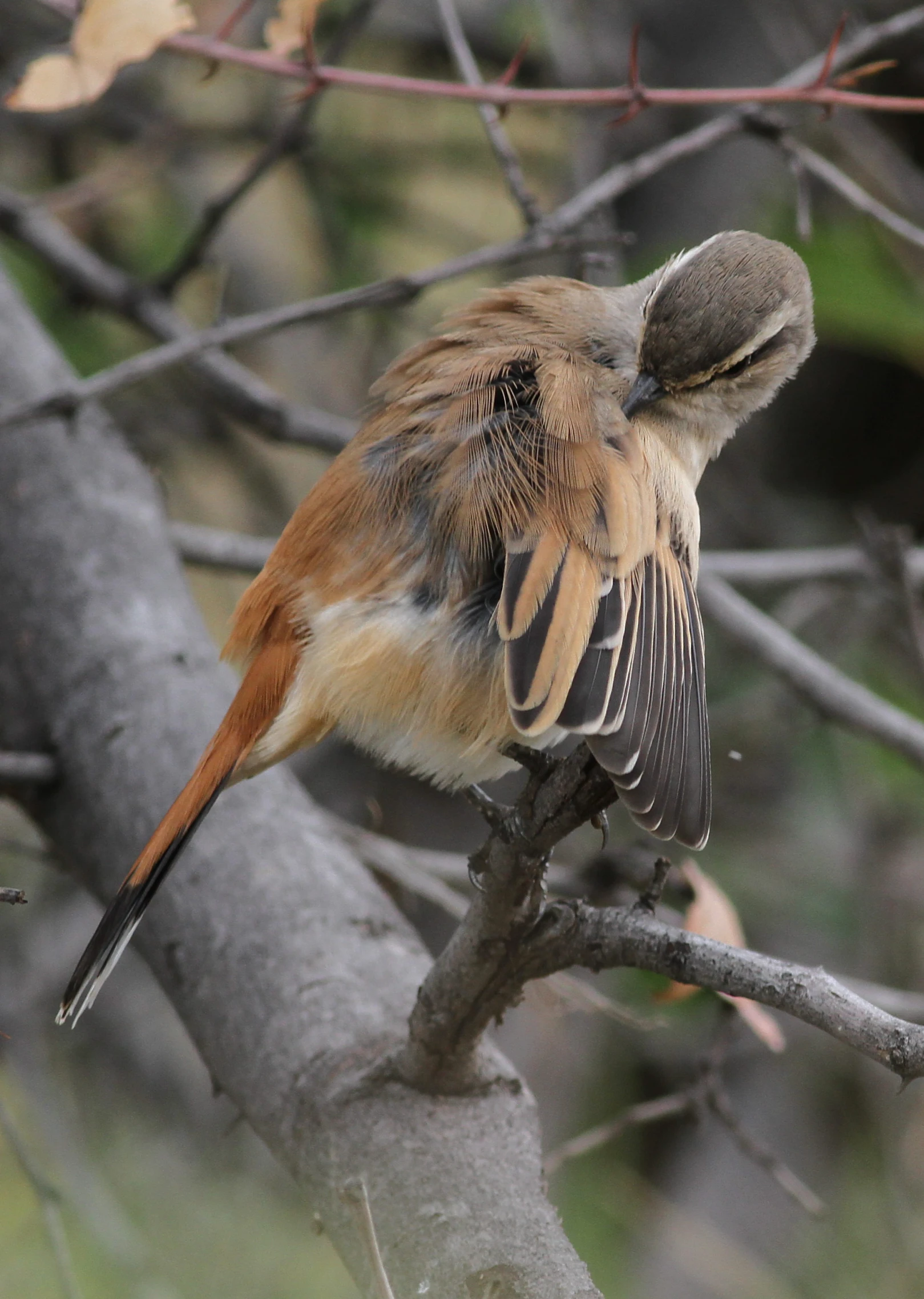 a bird perched on top of a nch next to a tree