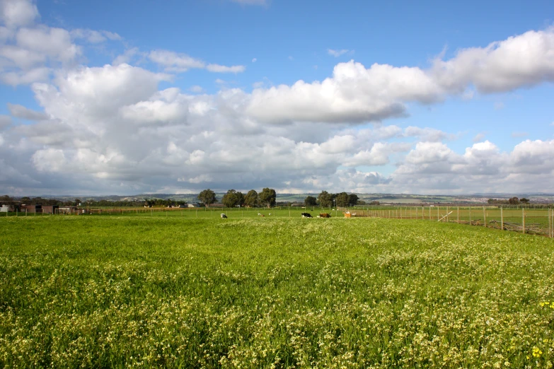 lush green field of flowers on a cloudy day