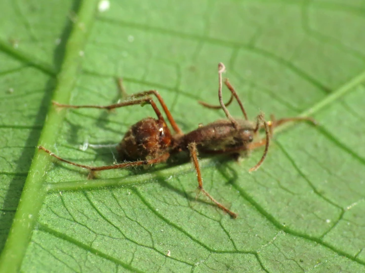 this is an image of a bug sitting on the side of a leaf