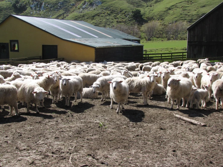 sheep in an open area with a yellow building behind them