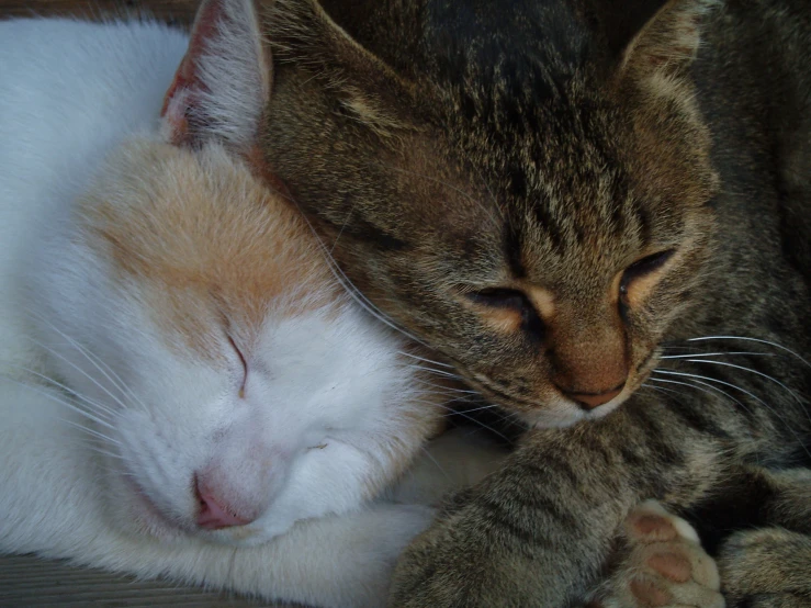 a brown and white cat sleeping next to another cat