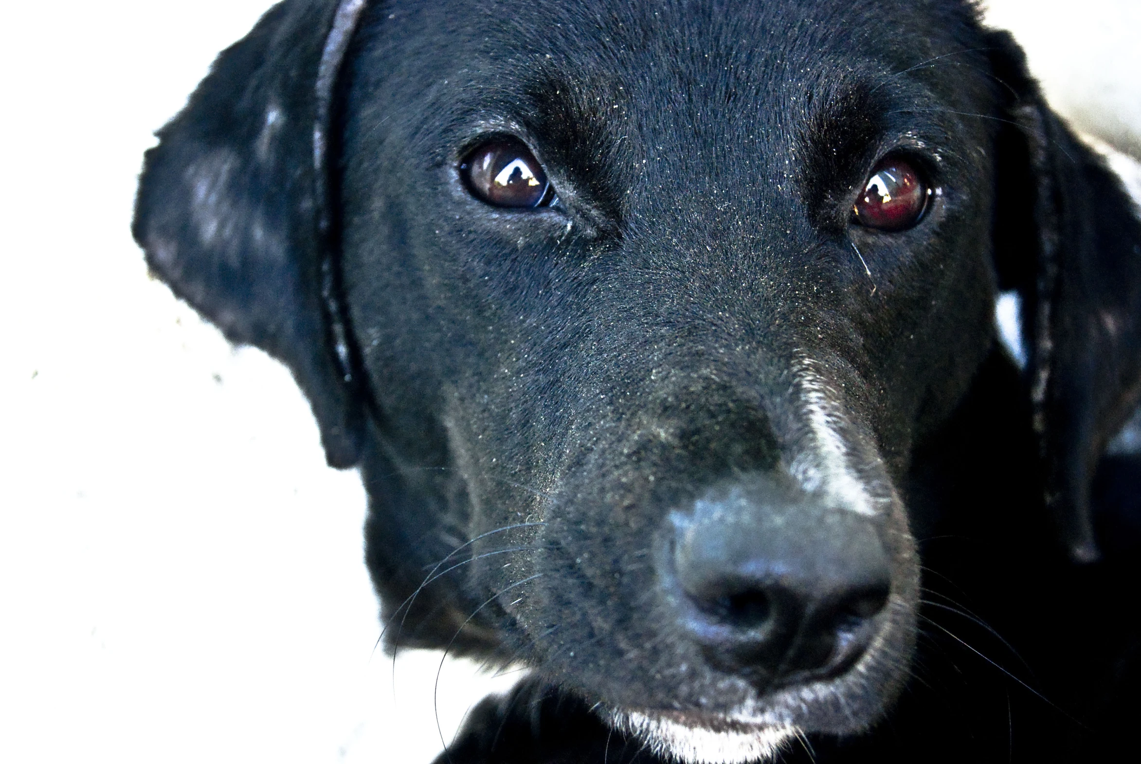 a dog with white spots has an intense look