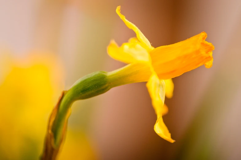 a single flower is pographed on an abstract light background