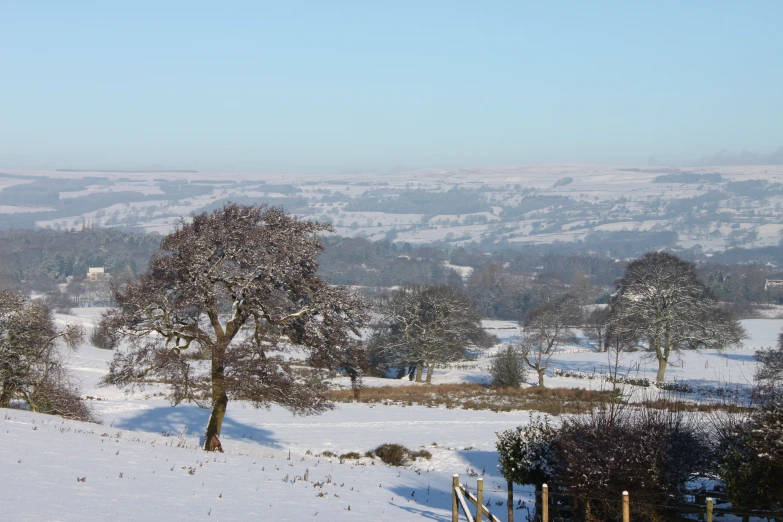 two trees sitting on a snowy slope with mountains in the background