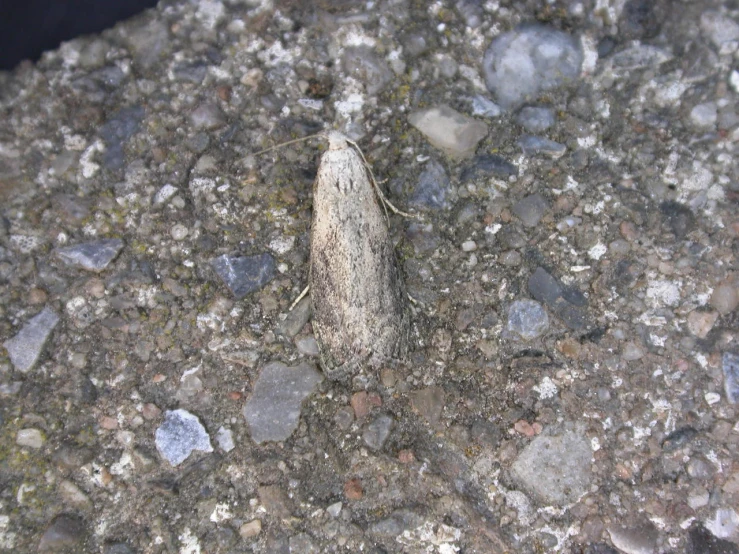 a white bug with white and black speckles