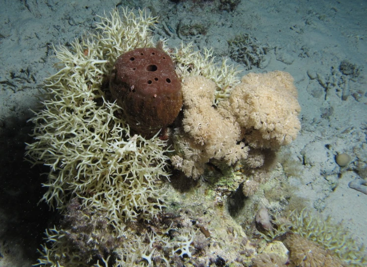 a sea coral is covered in white bleaches and seaweed