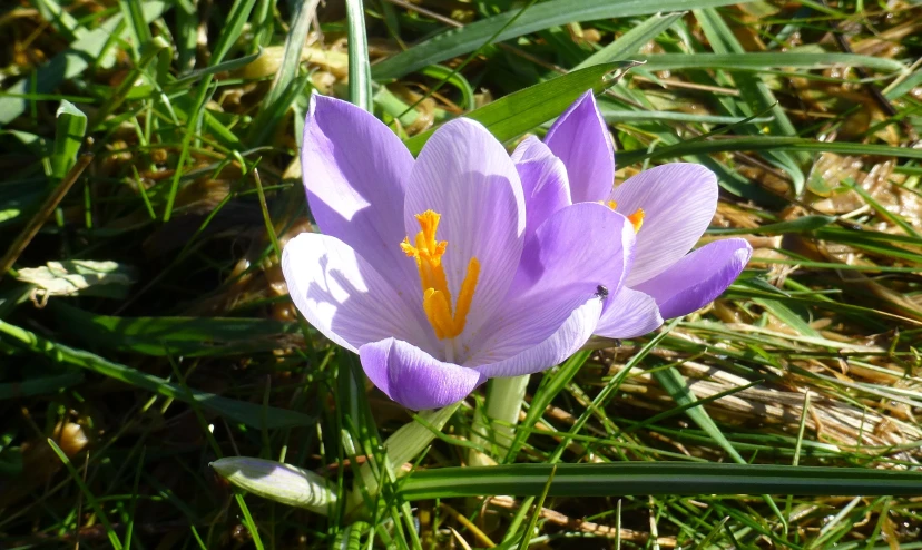 a purple flower that is blooming in the grass