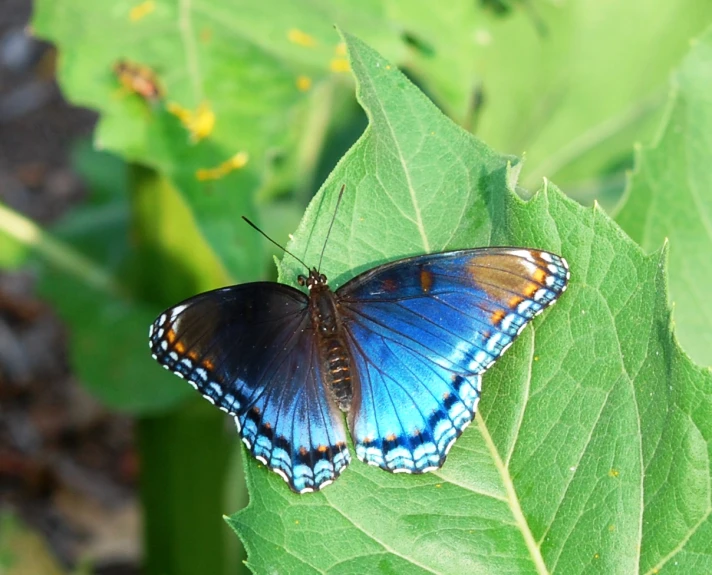 a erfly is sitting on the green leaf