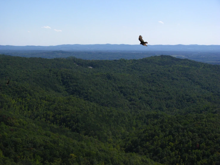 an eagle flying high over the forest from a mountain top