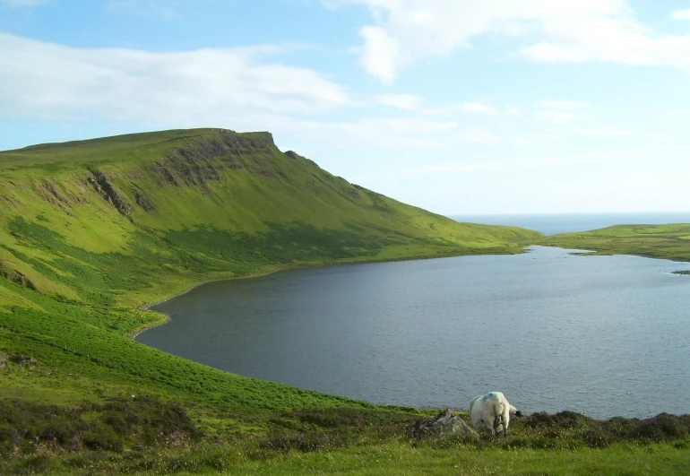 a group of animals standing on top of a lush green hillside