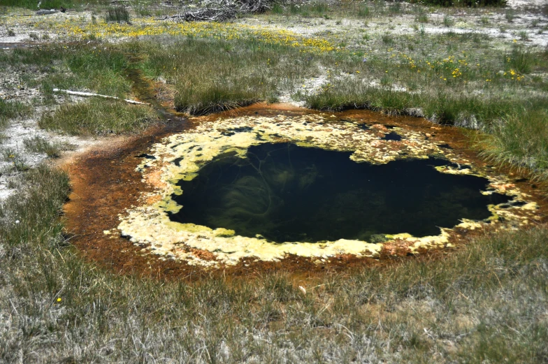 the hole has plants growing on top of it