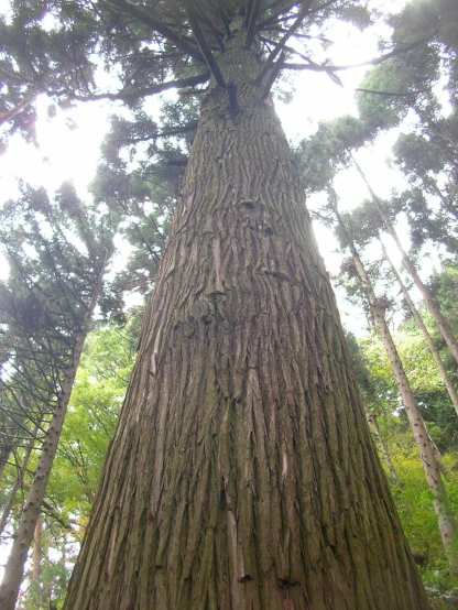 a tall tree with many trunks near another tree