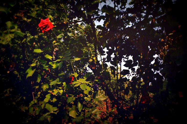 the leaves and flowers are blooming on this plant