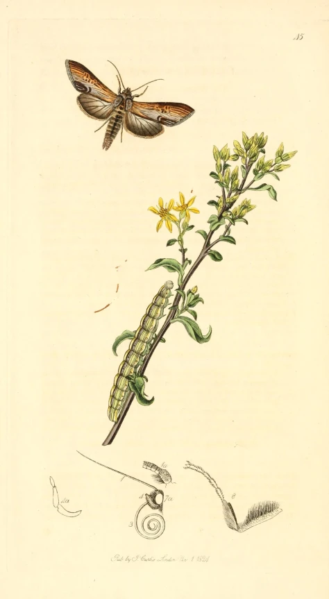 illustration of a caterpillar, a small bug, and a flower