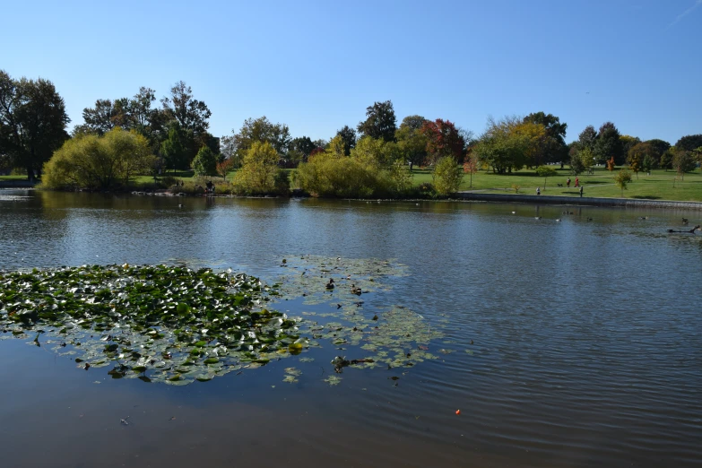 small pond with lots of plants and trees behind it