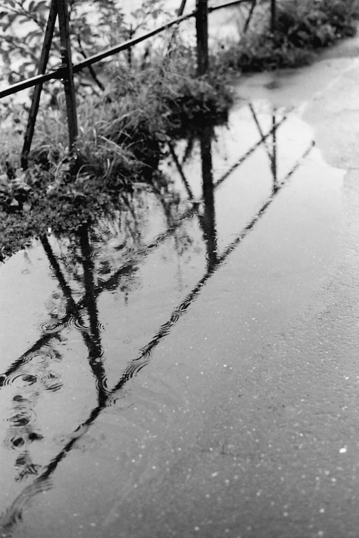 trees standing in the water beside a fence