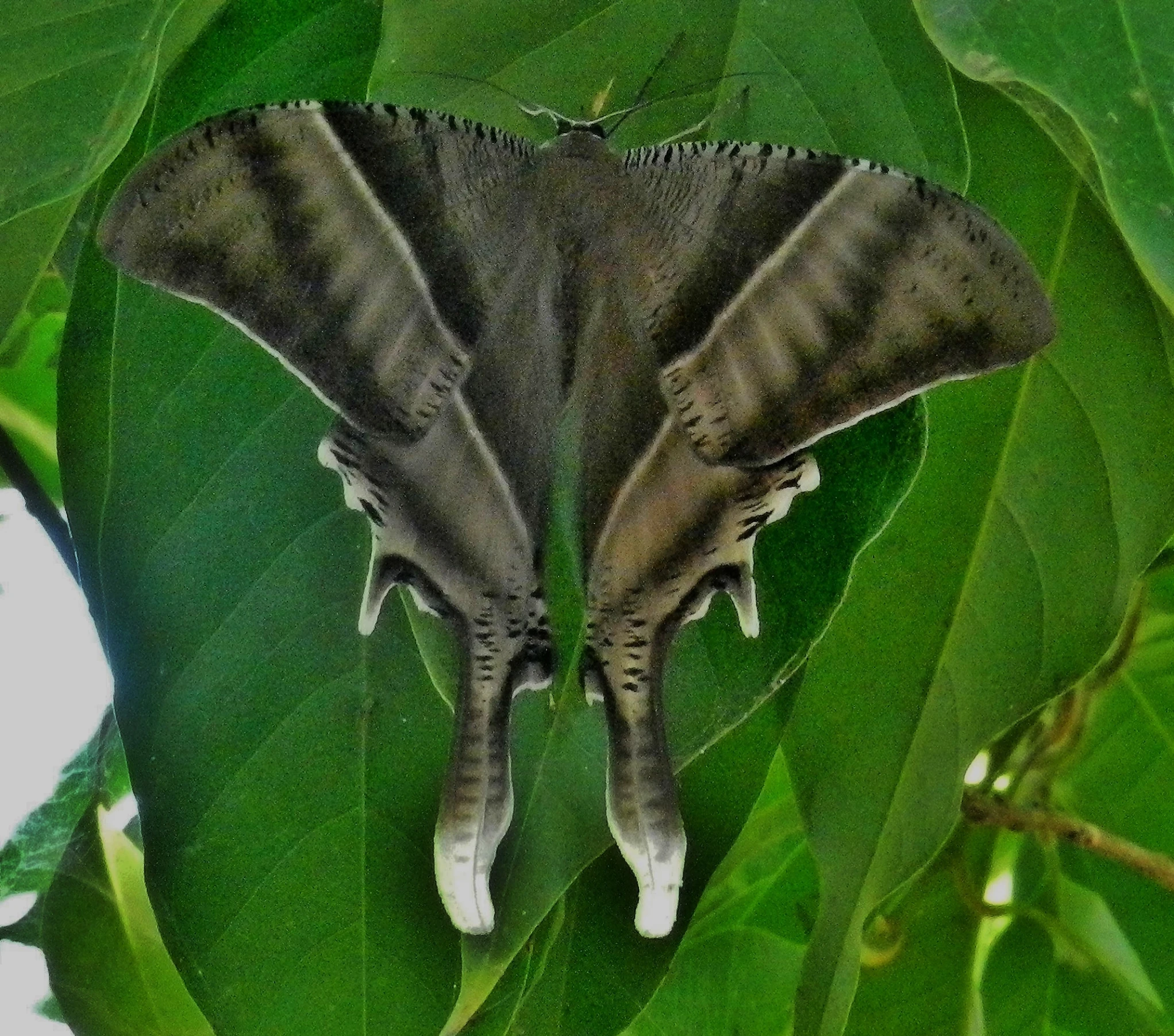 a close up of a moth sitting on a leaf