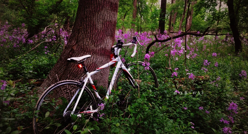 a bike is leaning against a tree in the woods