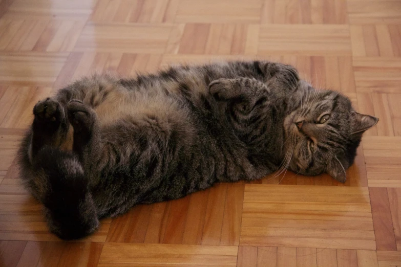 a cat that is laying down on the floor