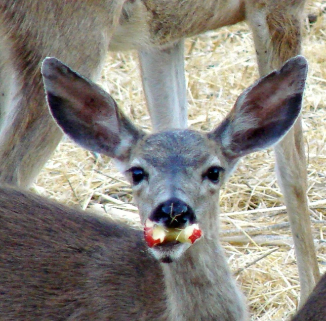 a deer that is chewing on an apple