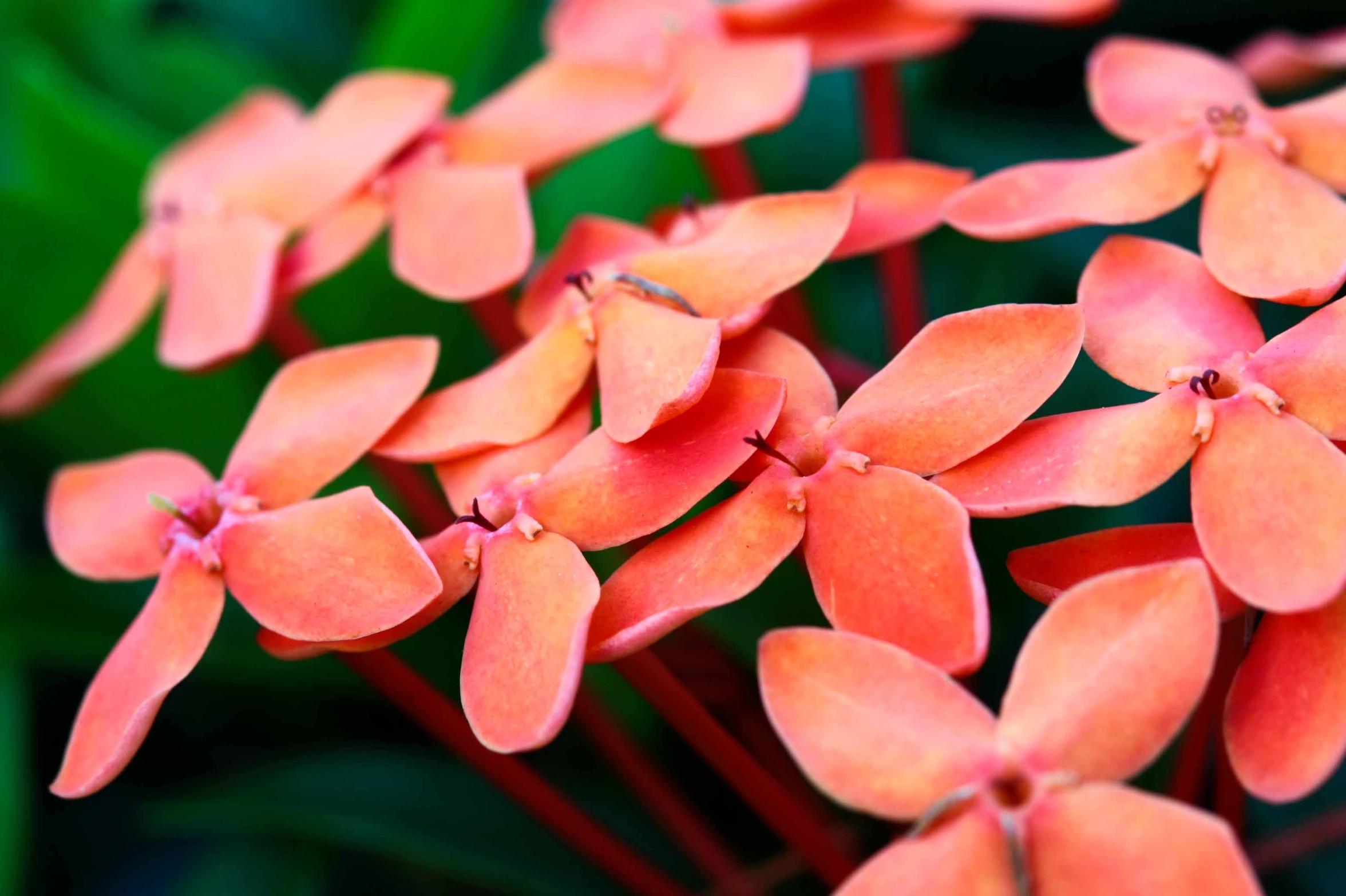 flowers blooming with a lot of orange petals