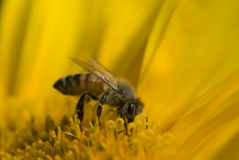 a close up of a bee sitting on a yellow flower