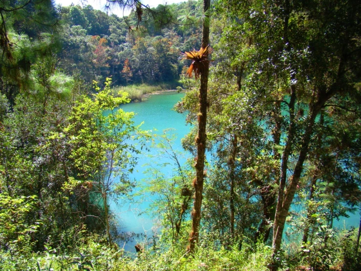 looking at a very blue pool of water surrounded by trees