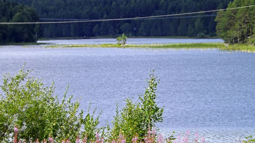 a power line hangs over water with a forest in the background