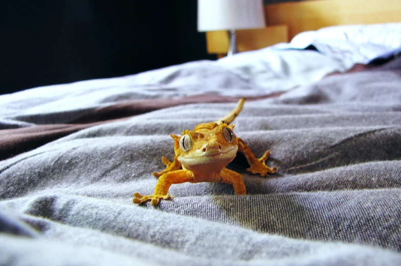 a small lizard on top of a bed with a pillow