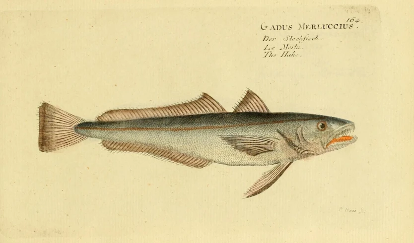 a drawing of a fish is shown on the paper