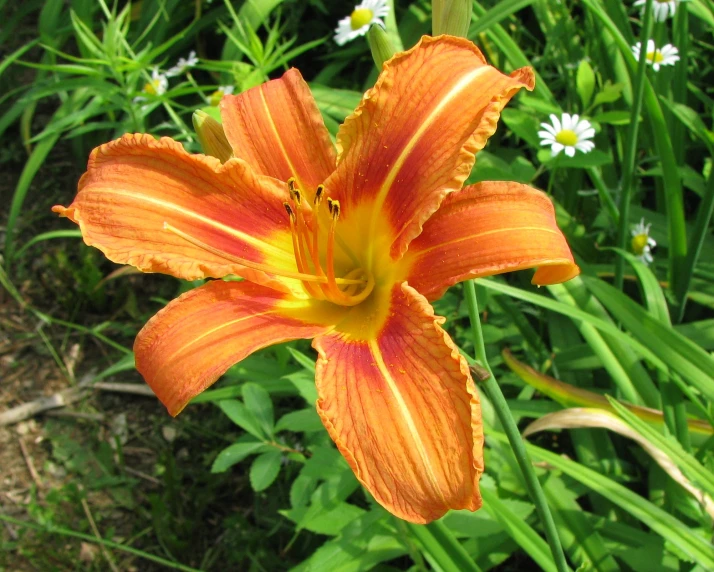 an orange and yellow flower surrounded by grass