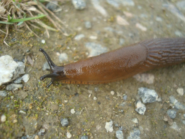 a slug crawling along a trail near the ground