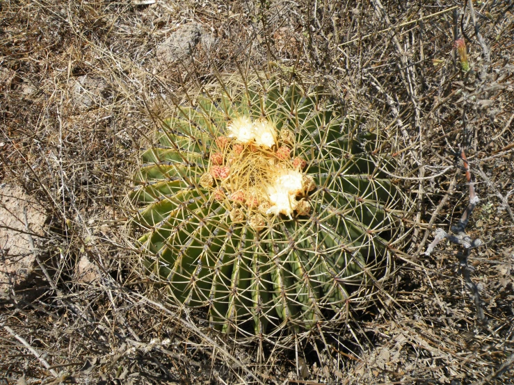 a cactus in the middle of an arid field