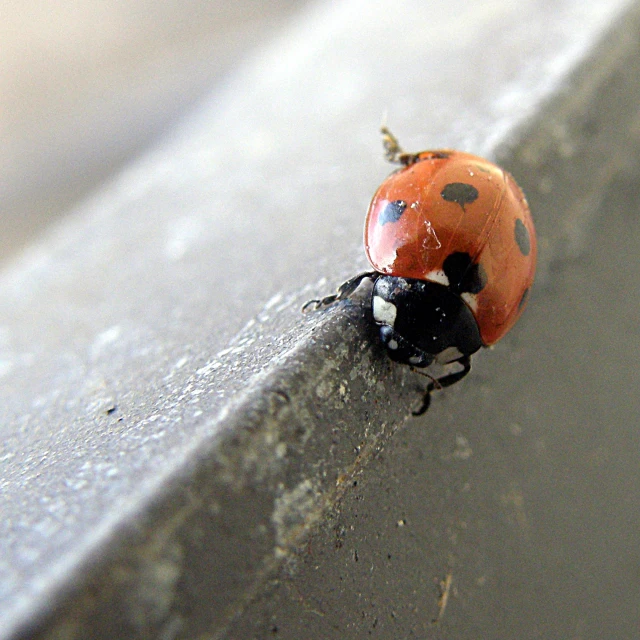 a ladybug with large brown dots crawling on a wall