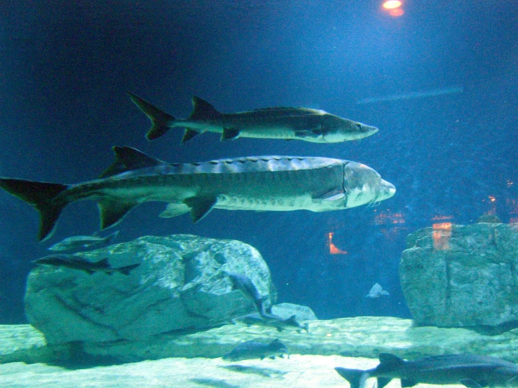 a group of fish that are swimming in water