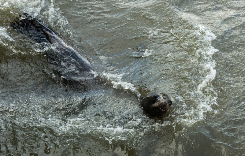 a seal swimming in the ocean water near a shore
