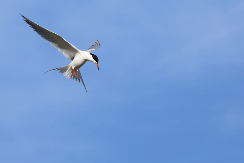 the bird is flying high in the clear sky