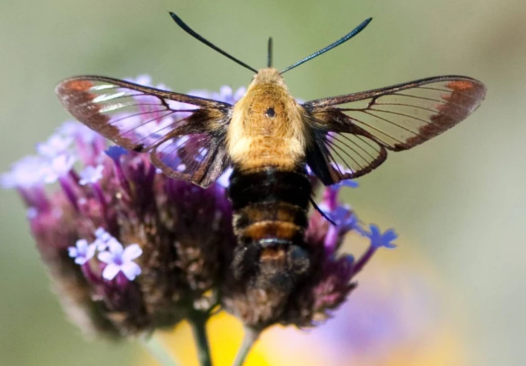 a moth that is sitting on a purple flower