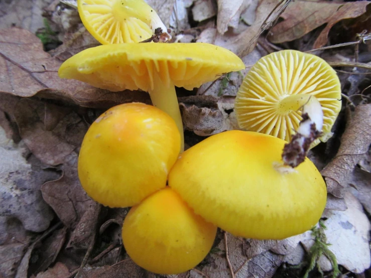 yellow mushrooms growing on the ground in the woods