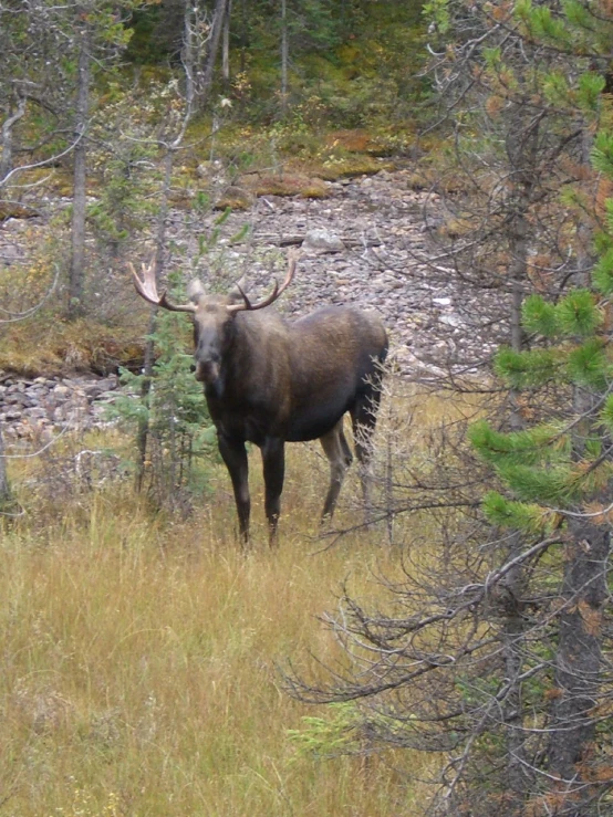 a large moose stands on the side of a river