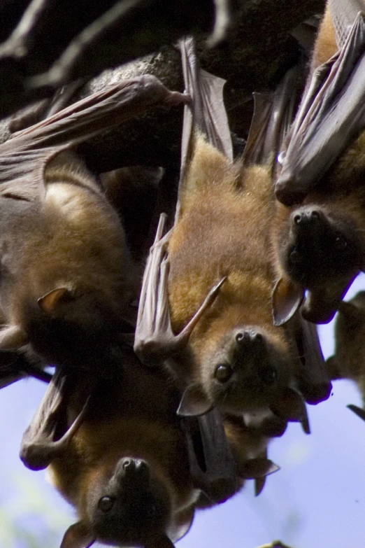 several bats are hanging upside down on the tree nch