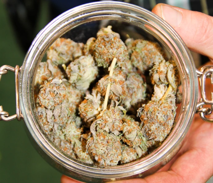 this is a person holding a mason jar with a bunch of marijuana buds in it