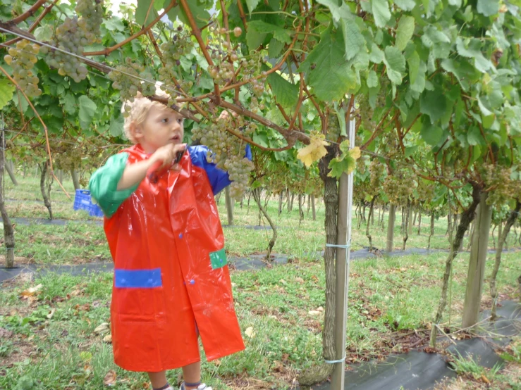 a little boy with a red raincoat holding onto a tree nch