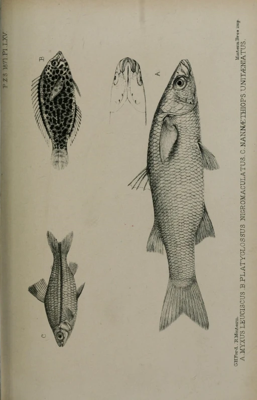 four fish are shown with different scales of body