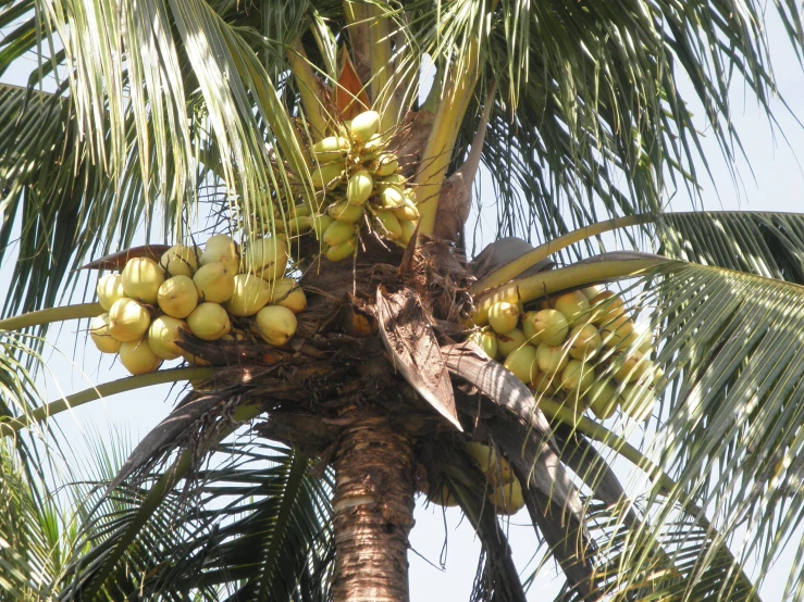 an up close s of the coconuts that have been picked from a palm tree