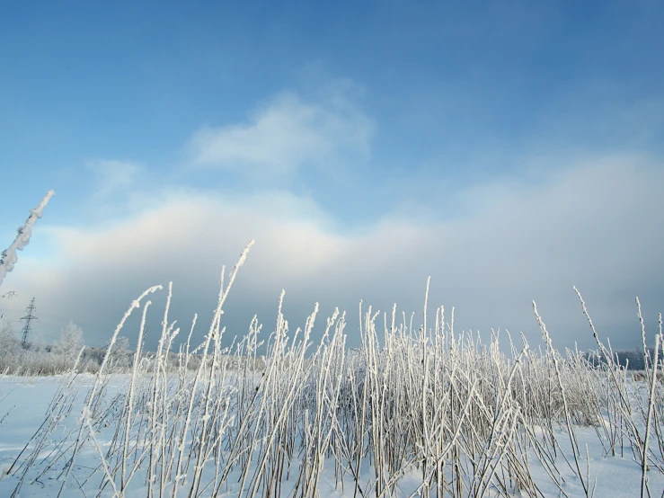 a view of a field covered in snow and tall white grass