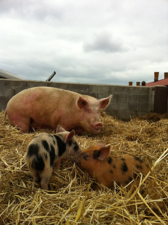 a small pig and its mother on some hay