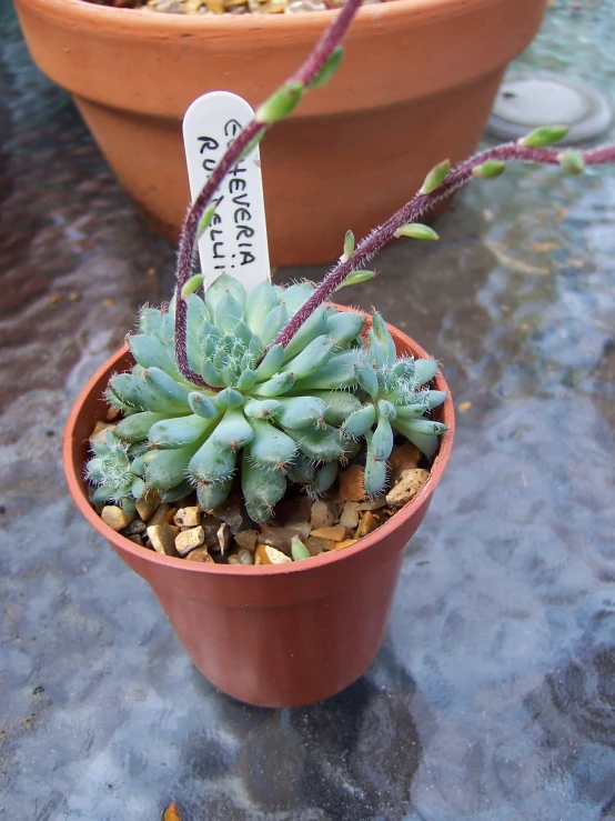 succulent plants are in a small potted plant