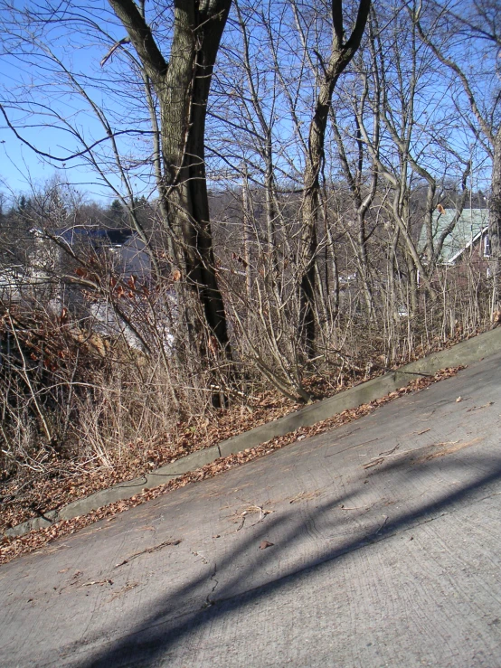 the tree line and the sidewalk in the park